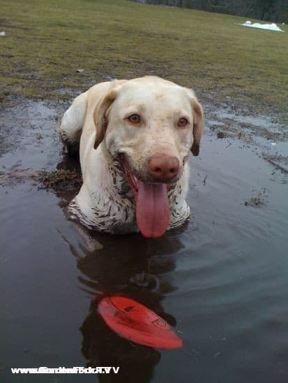 Henry + Mud Puddle + Prospect Park