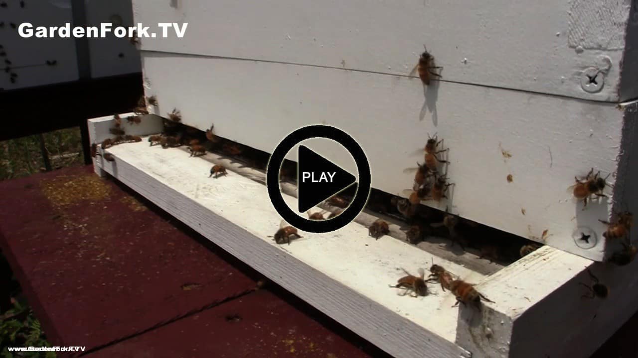 Beehive Ventilation Beekeeping 101 GF TV - GardenFork.TV - DIY Living