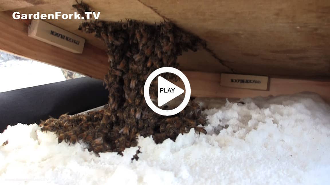 Winter Sugar Feeding Beekeeping Video #2