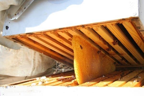  Surprise during beehive inspection - GardenFork.TV - DIY Living
