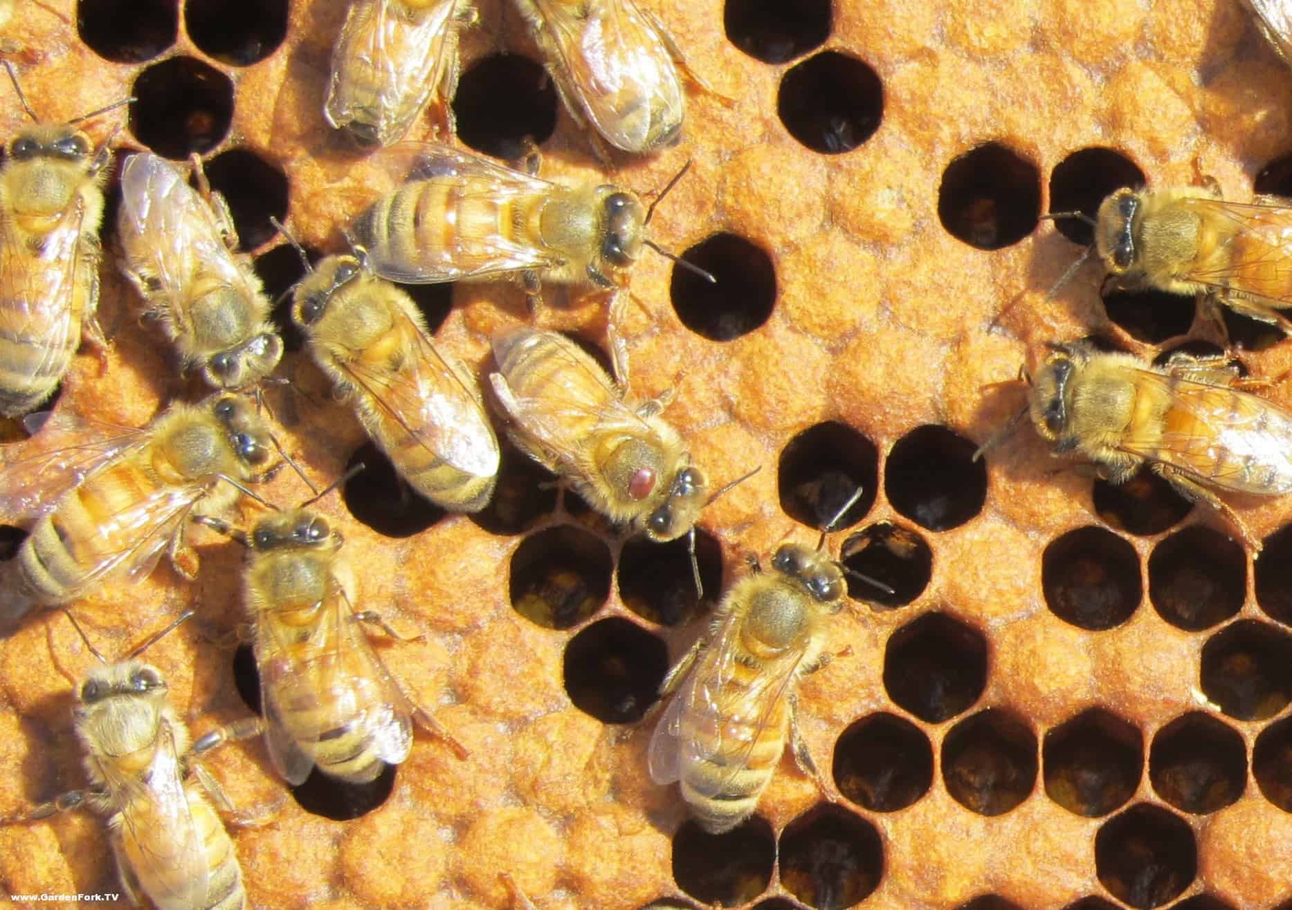Inside the Hive: Views from a First Year Beekeeper (Scene 20)