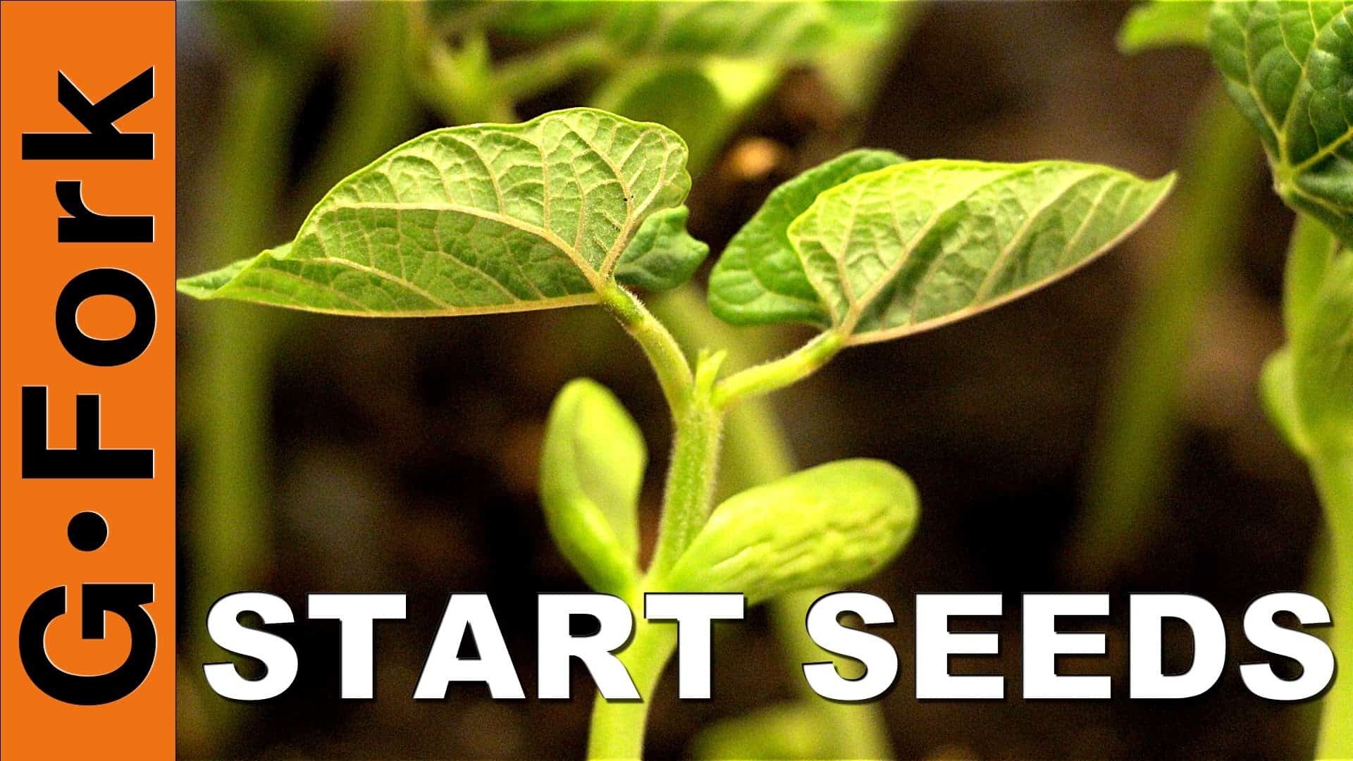 How To Start Seeds Indoors - GF Video