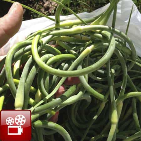 how to cook garlic scapes