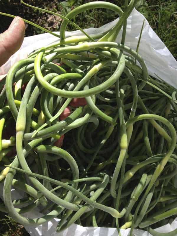 how to cook garlic scapes