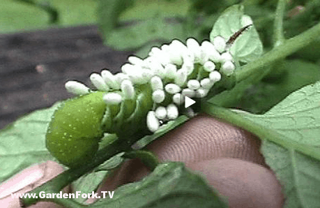 tomato-hornworm-2