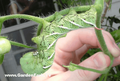 tomato-hornworm