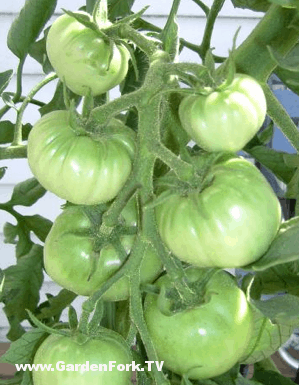 how-to-make-tomato-cages-2