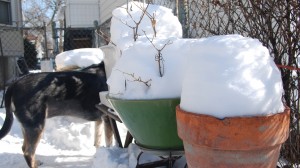 snowy pots