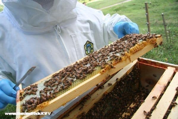 Finding the queen in thousands of bees can be hard