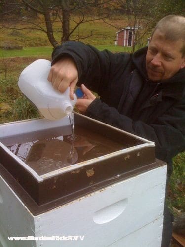 Feeding bees sugar syrup in the fall to prepare them for winter