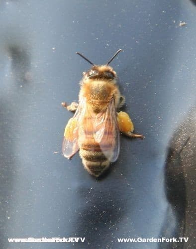 Honey bee with pollen in late winter