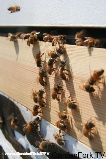 bees fondant march 2010 pollen-4