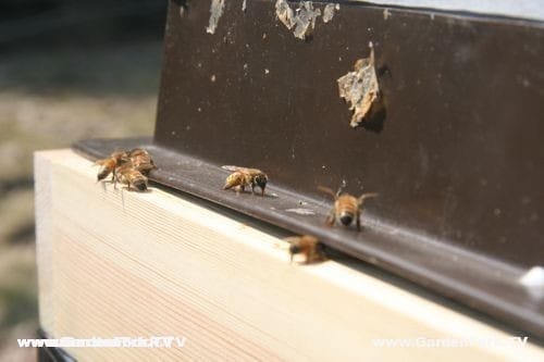 Bees trying to enter hive under warped feeder