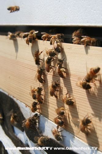 Honeybees brining in a yellow pollen in late winter