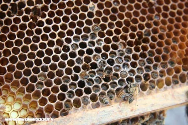 Note the bees face in to the comb, looking for food I think.