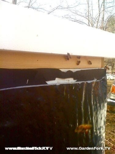 Bees entering thru inner cover gap