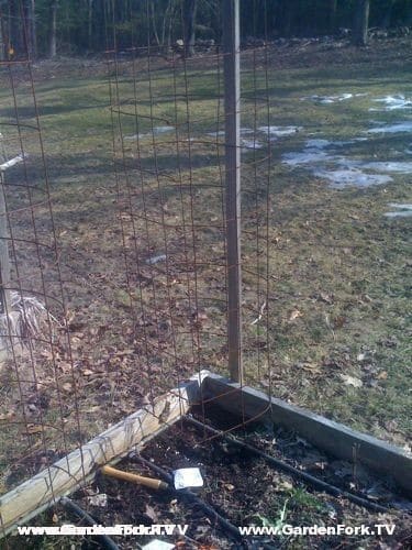 The peas will grow up this tomato cage, then the Labradors will eat them