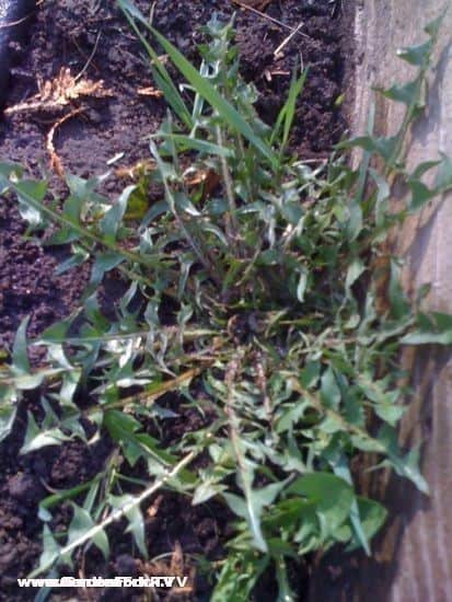 I pulled bunch of dandelion out of our mesclun bed