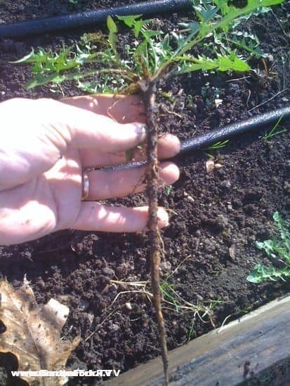 Dandelion has a large taproot. Both the leaves and the tap root are edible, and are used in herbal medicines.