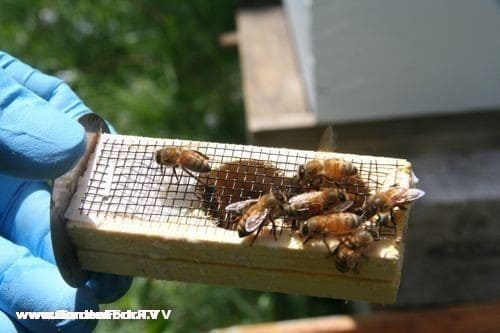 This is the queen cage, the fondant on the left is pierced with a small nail and the worker bees will eat thru this to release the queen once this is put into the hive. 