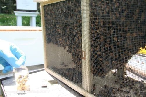 The bees in the package are surrounding the queen cage and the sugar feeder in the box