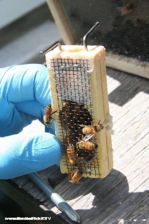 Two bent nails are inserted into the queen cage, with the fondant candy facing up, this queen cage then sits between two frames in the middle of the new hive