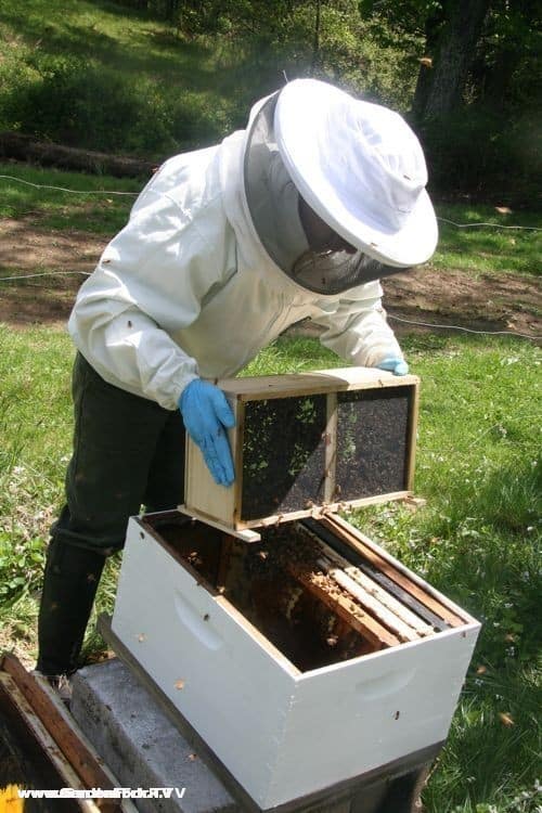 After the queen is placed in the new beehive, the bees are added to the hive by shaking the hive package