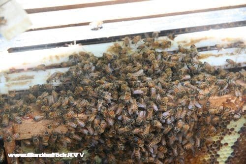 The worker bees cluster around the queen cage that was placed in between the frames.