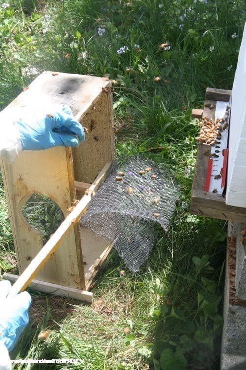 I tear open the screen of the package to allow the last of the bees to exit to the hive.