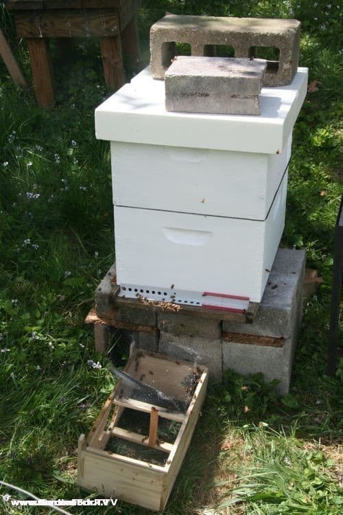 An entrance reducer allows the young hive to defend the entrance from robber bees and yellow jackets. I did not have one of those wooden reducers, so I used a mouse guard.