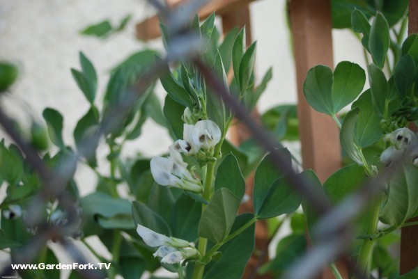 Fava Bean Flowers