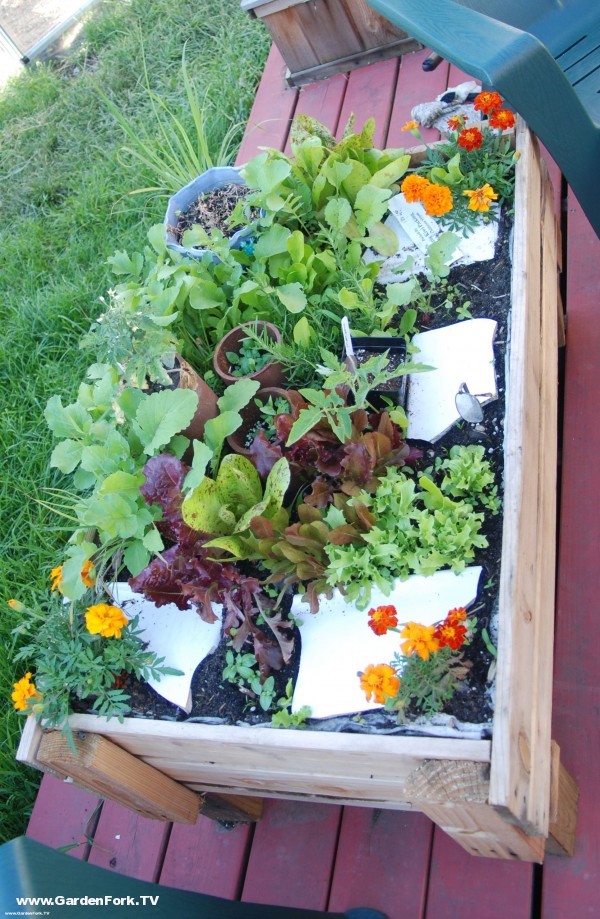 Lettuce Table