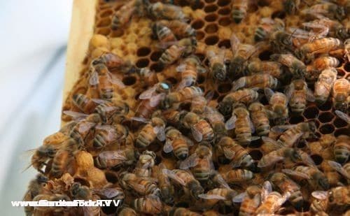 Our original queen is still in the hive, so it has not swarmed yet