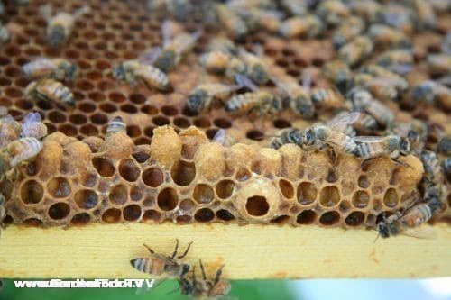 the beginning of a queen cell among drone cells