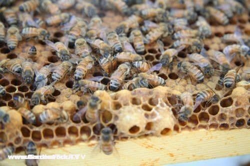 here are 2 queen cells being built at the bottom of a frame