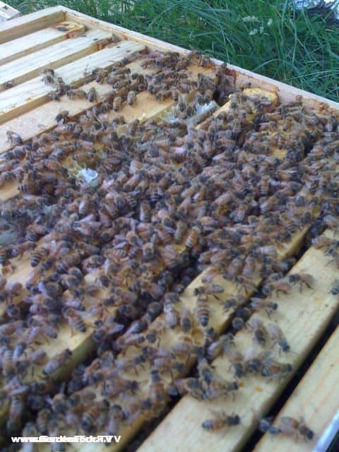 Essential Oil Recipe For Honeybees Gardenfork Eclectic Diy