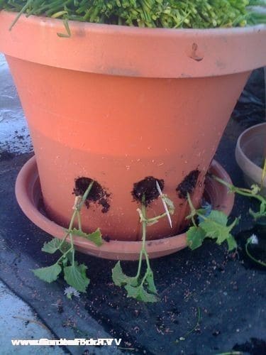 Here are some winter sqash and cucumber plants I started.