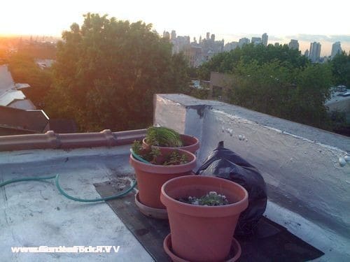 This is the start of about 6 large planters on the roof. Manhattan is on the right in the background.