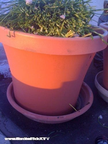 Large Planters are placed on rubber roofing material