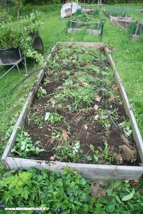 raised vegetable garden bed