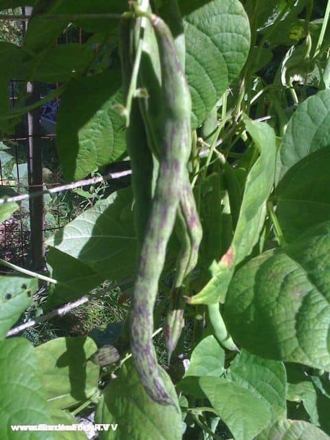 rattlesnake pole beans from fedco seeds