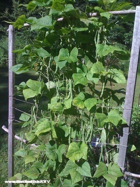 Rattlesnake pole beans