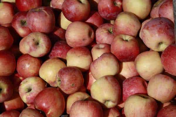 How to make applesauce