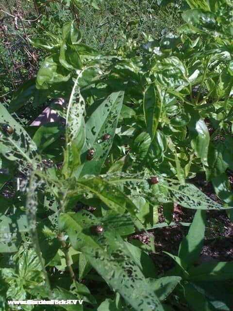 organic japanese beetle control