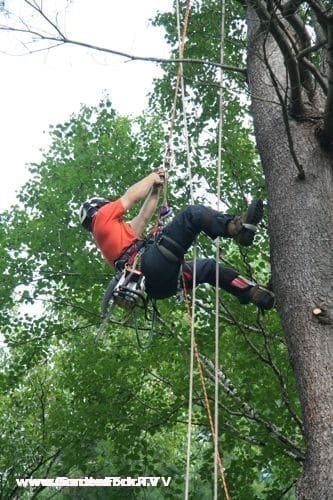 Tree felling at the house - GardenFork - Eclectic DIY