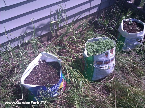 Mike's Bag Garden