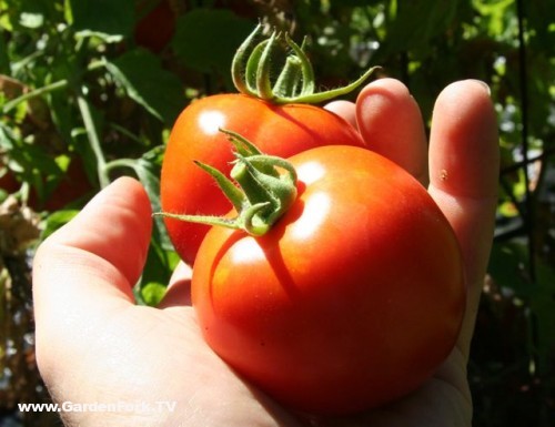 how-to-plant-tomatoes
