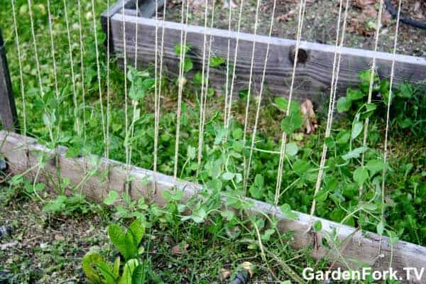 How to build a trellis for your vegetable garden - GF Video