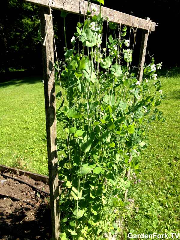 garden trellis with sugar snap peas