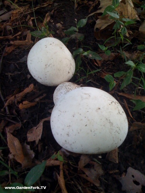 how to identify mushrooms